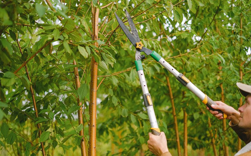 Tree trimming in Claverack, NY